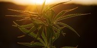 Acciones de cannabis se disparan tras recomendación de la DEA